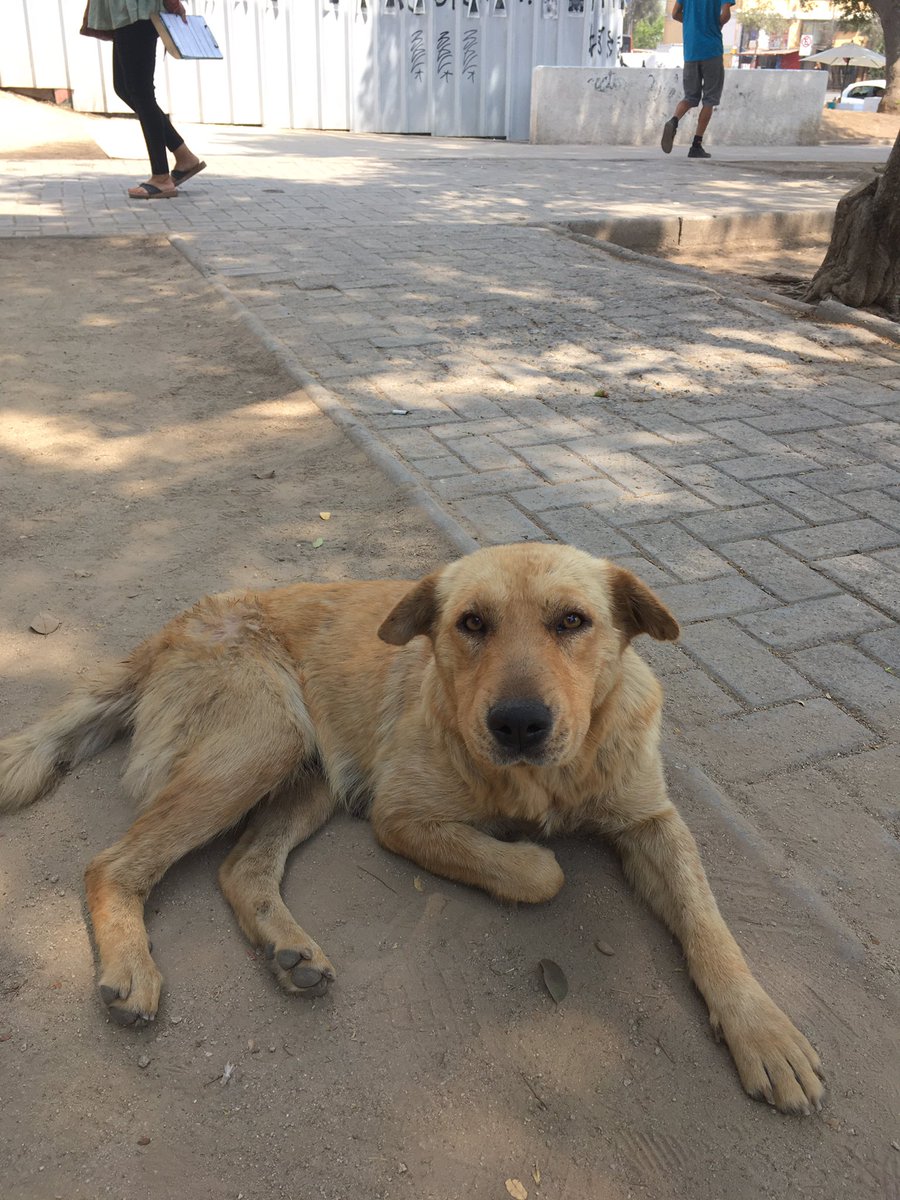 pinkipaidelimon's tweet image. Ayúdenme a difundir perrita preñada en San Pablo, comuna de pudahuel al lado del metro ( está comiendo basura) #poto