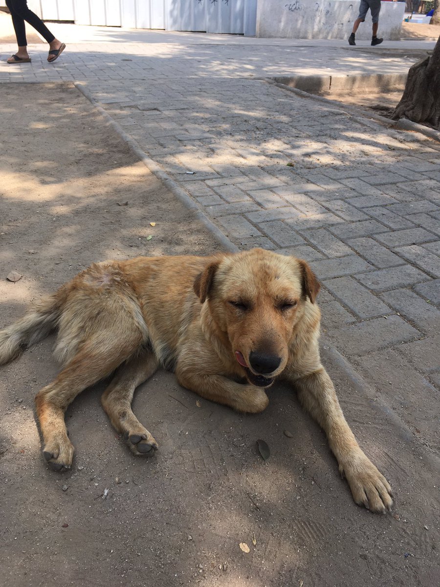 pinkipaidelimon's tweet image. Ayúdenme a difundir perrita preñada en San Pablo, comuna de pudahuel al lado del metro ( está comiendo basura) #poto