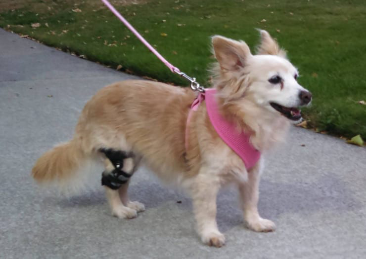 Tripawds's tweet photo. If your Tripawd needs a leg brace, here's what you need to know about choosing the best one for your pet, with @GoHeroDogs: https://t.co/soD6yU7o92

#Tripawd #ThreeLeggedDog #ThreeLeggedCat #AmputeePets https://t.co/CqV3oOL05c
