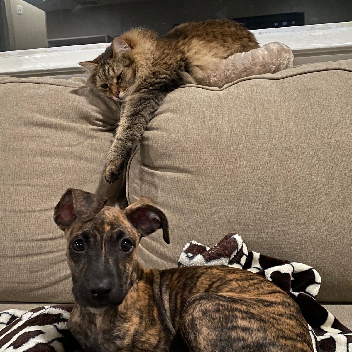 phillybullyteam's tweet photo. Karli is a cat and dog friendly puppy around 10 weeks old. Adopt her through our website! https://t.co/CXsjDOhcAr https://t.co/W9fw8c0Je7