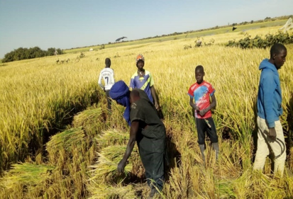 progKEY's tweet photo. A #Niafunké, #Gao et #Ansongo, le consortium #LAFIA_PRORESA a accompagné la campagne agricole 2019-2020 à travers la réhabilitation de périmètres irrigués villageois et un appui des ménages pauvres en équipements et intrants agricoles.

#progKEY @europeaid @JuttaUrpilainen https://t.co/QdysePLLIM