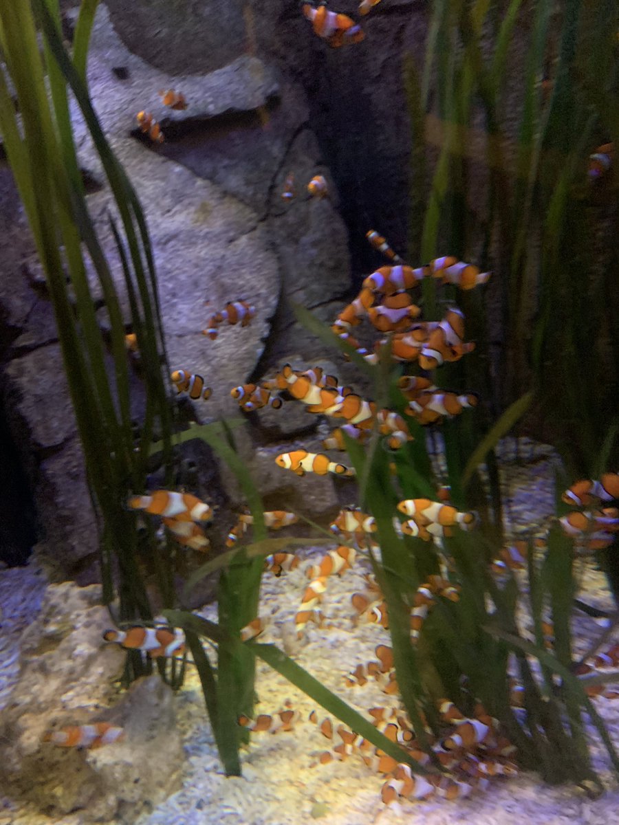 nathan_BCTapp's tweet photo. Went to go swim with the fishes @RightsandPartic @Bhamchildtrust https://t.co/A4SfLDT4Jx