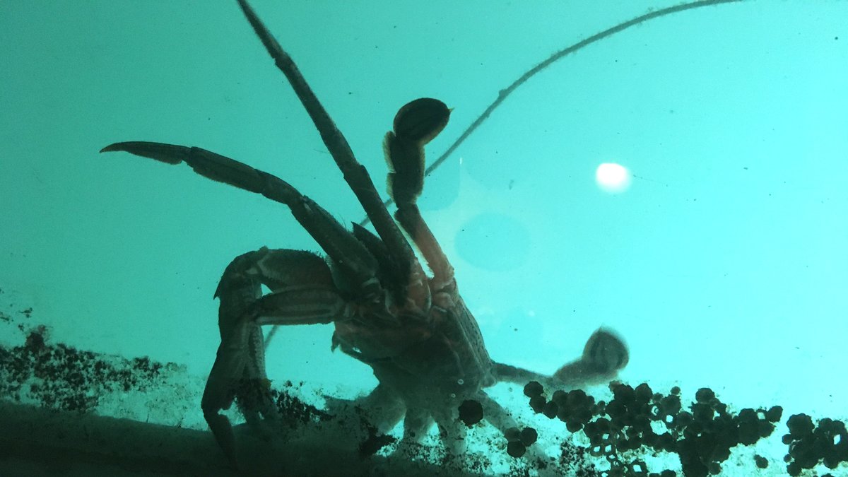 TheNMMC's tweet photo. Look what we spotted in the Tidal Zone this week 😱🦀
#crab #spotted #tidalzone #theyrecoming https://t.co/RUP4RH6osq