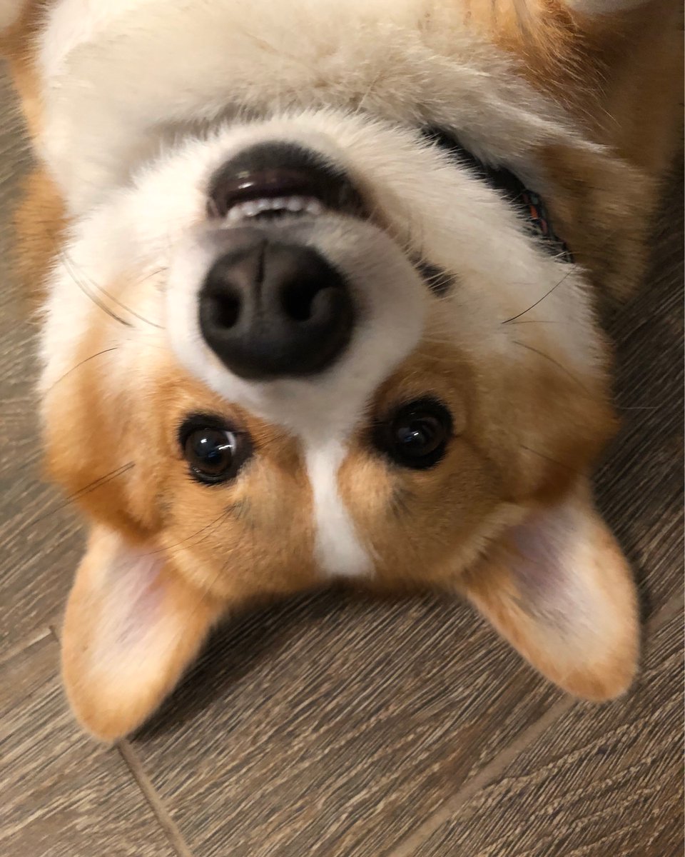 PrincessCorki's tweet image. Oh Henlo #corgi