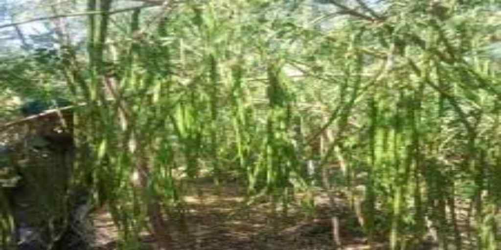 connectrue's tweet image. Drumstick or muringa; benefits connectrue.com/drumstick-or-m…