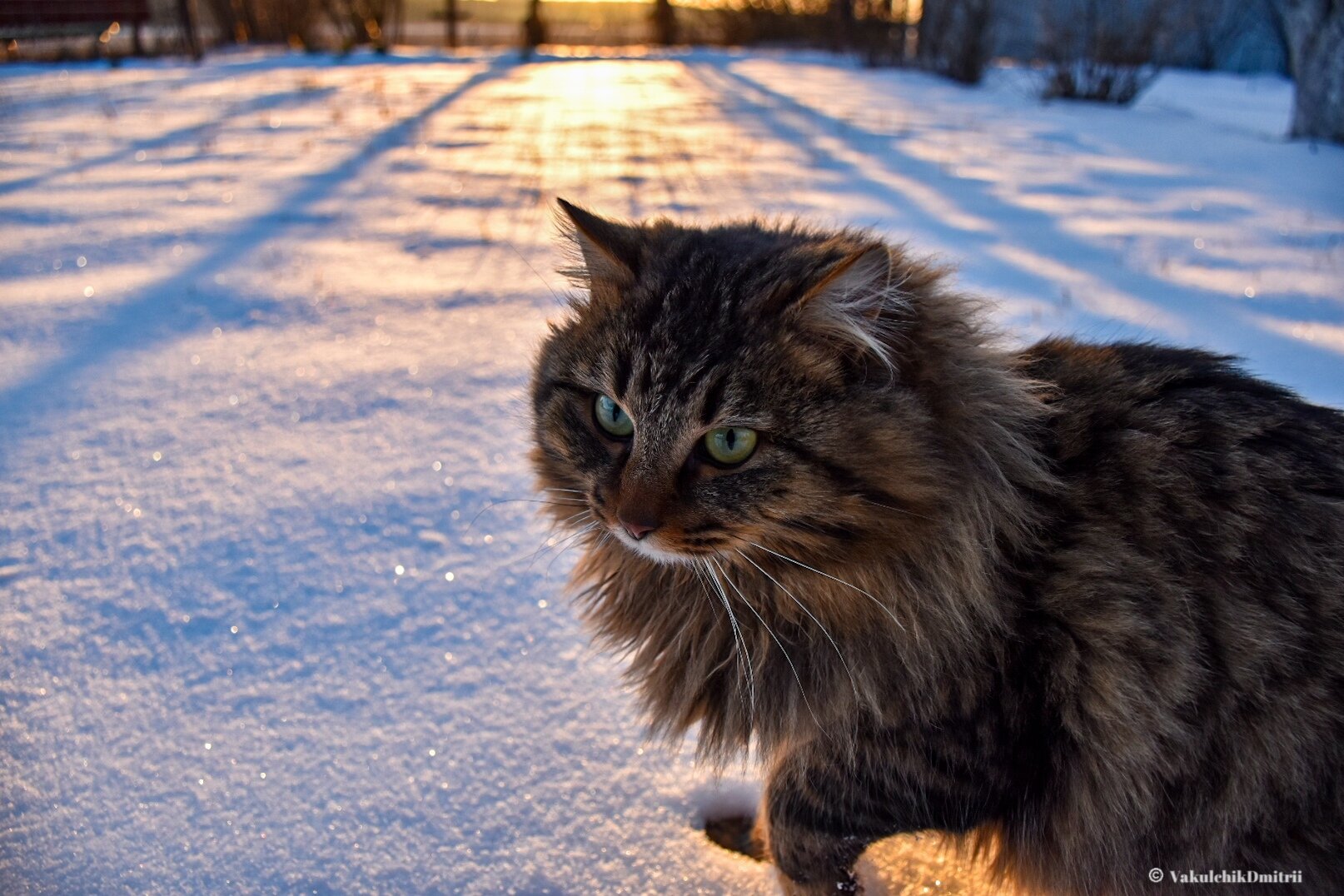 Русско Сибирская кошка