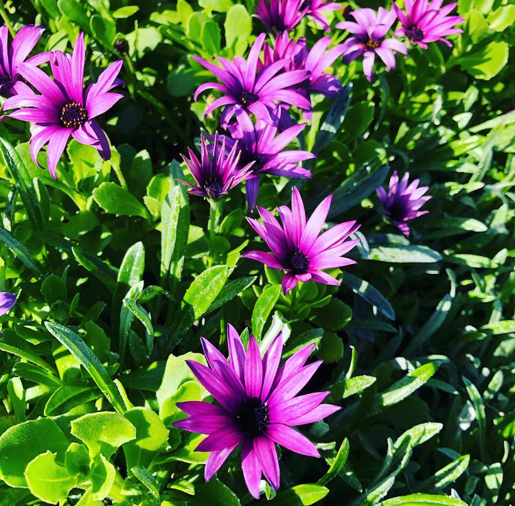 It’s starting to look like Spring on Scilly! #spring #scilly #staycation