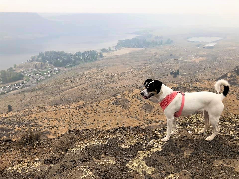PET OF THE WEEK: From Amanda. "This is our 4-year-old Jack Russel Terrier, Skye, hiking and overlooking the campground at Steamboat Rock State Park."