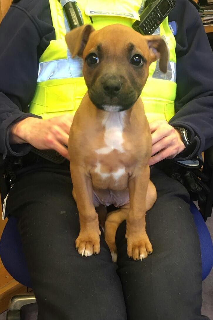 You think you're having a woof day? This pup was found lost in Crumlin village by a member of the public. It's currently in Crumlin Garda Station keeping everyone entertained. If you own it please contact Crumlin Garda Station. Proof of ownership required.