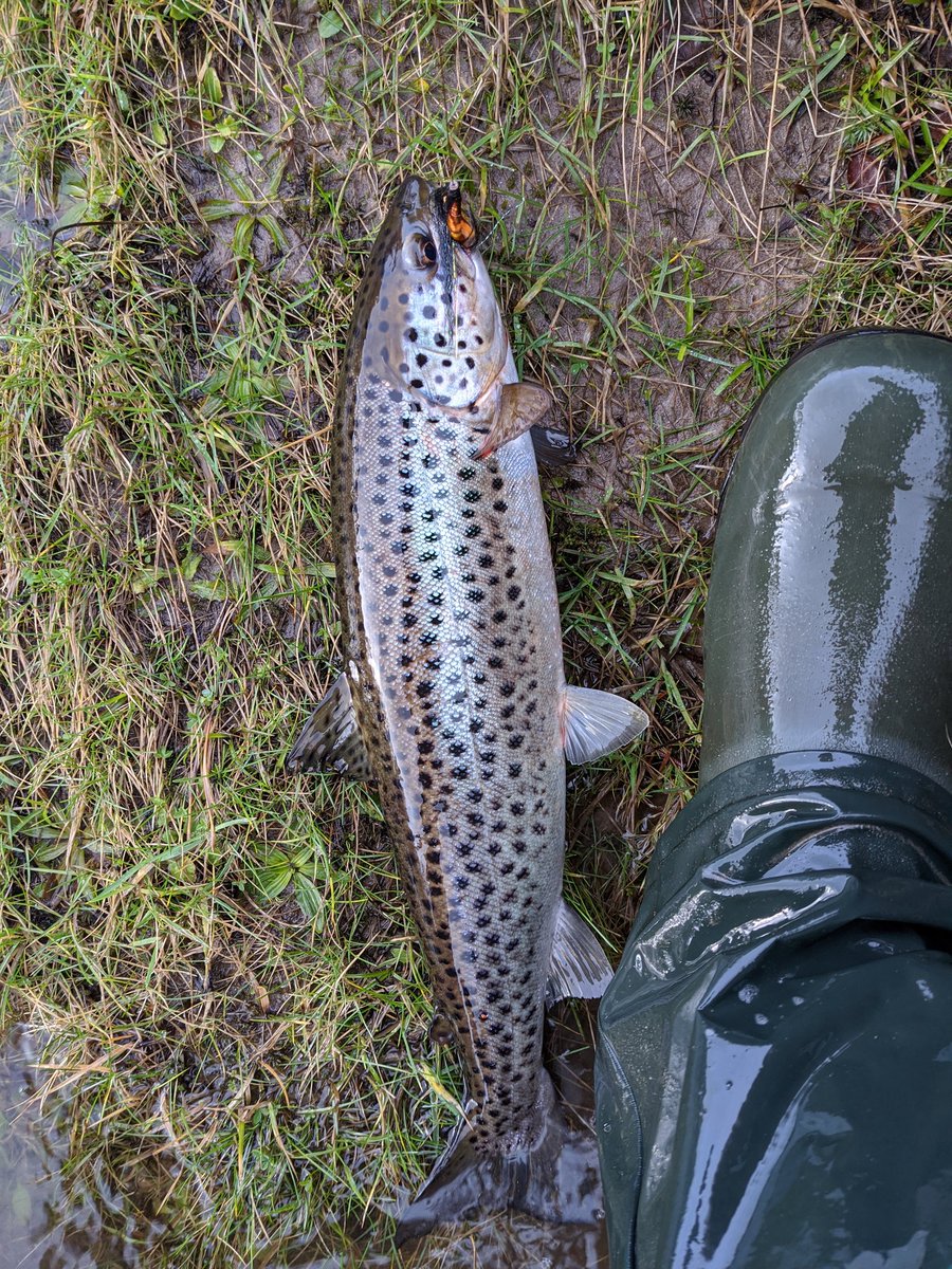 Fished a couple of the good spring pools after lunch. Just a kelt and this fine coloured sea trout. Nice to be out though #springfishing #snowshowers