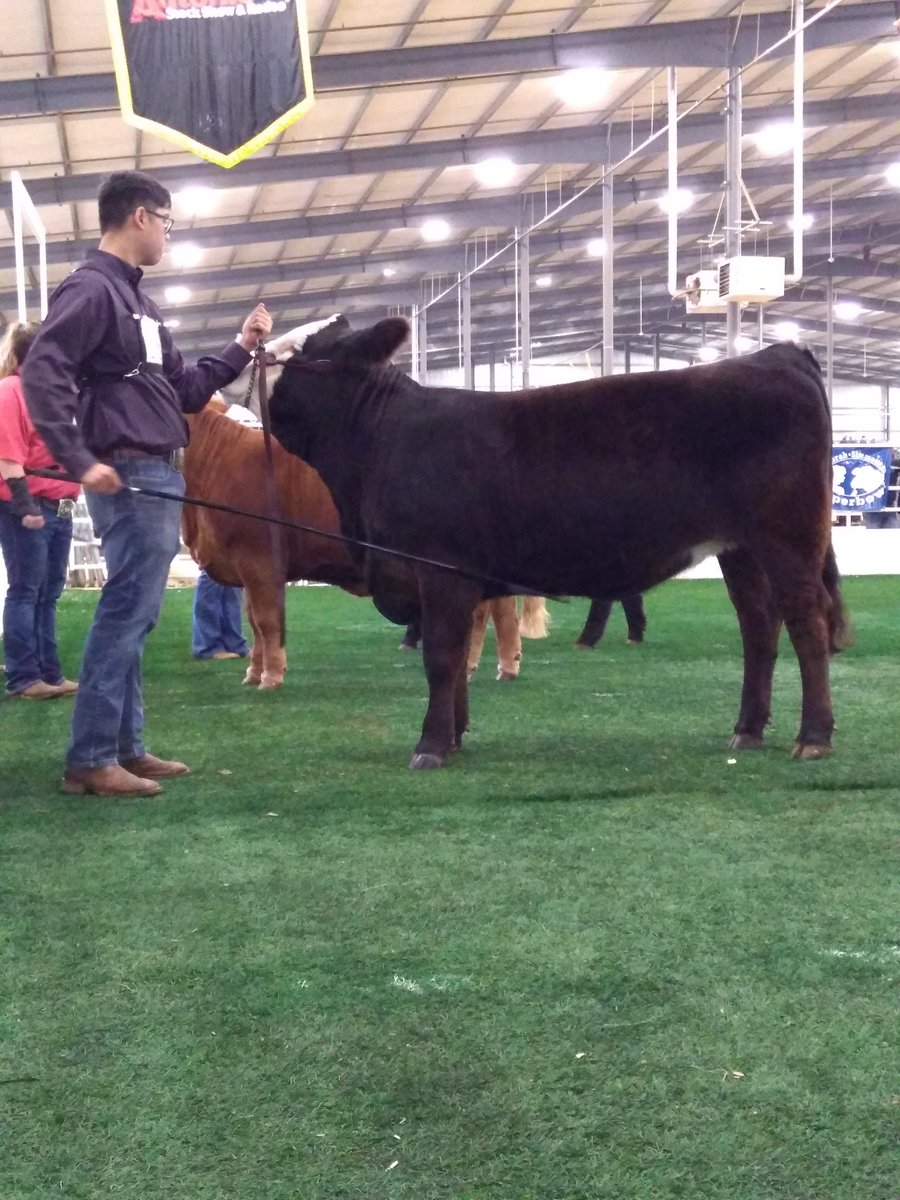 All cattle and lambs have settled in! First show of the week is the Simbrah and Simmental Super Bowl. Congrats to Luis, Adrian and Jared on placing in their classes!!!
