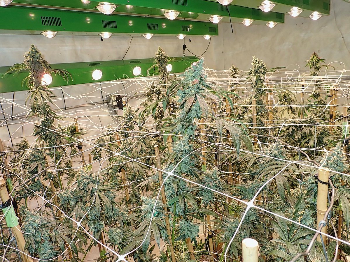 greenfusionled's tweet photo. ๐๐ฟ๐๐ฟ๐ธ
DAY 56 #dogwalkerog
๐โ๐ฆบ๐ฆฎ๐ฉ
๐
#wednesdaymood #growing #growyourown #goodvibes #staylit #chillin #chillim #Terps #MMJ #CannabisNews #Hydroponics #indo #hiphop #LegalizeIt #smokeweedeveryday #smokehaze #CBD #Hemp #RollingLoudMiami #lit #stoned #indoorgrowing https://t.co/Dpz4UPcDtv