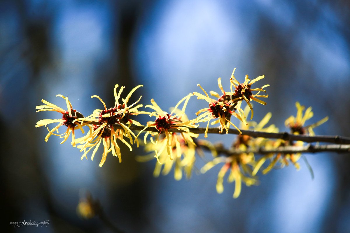 Naga Witch Hazel 黄色マンサク 花言葉 A Spell 魔力 ぐんまフラワーパークより 写真で伝えたい私の世界 マンサク ぐんまフラワーパーク Photography