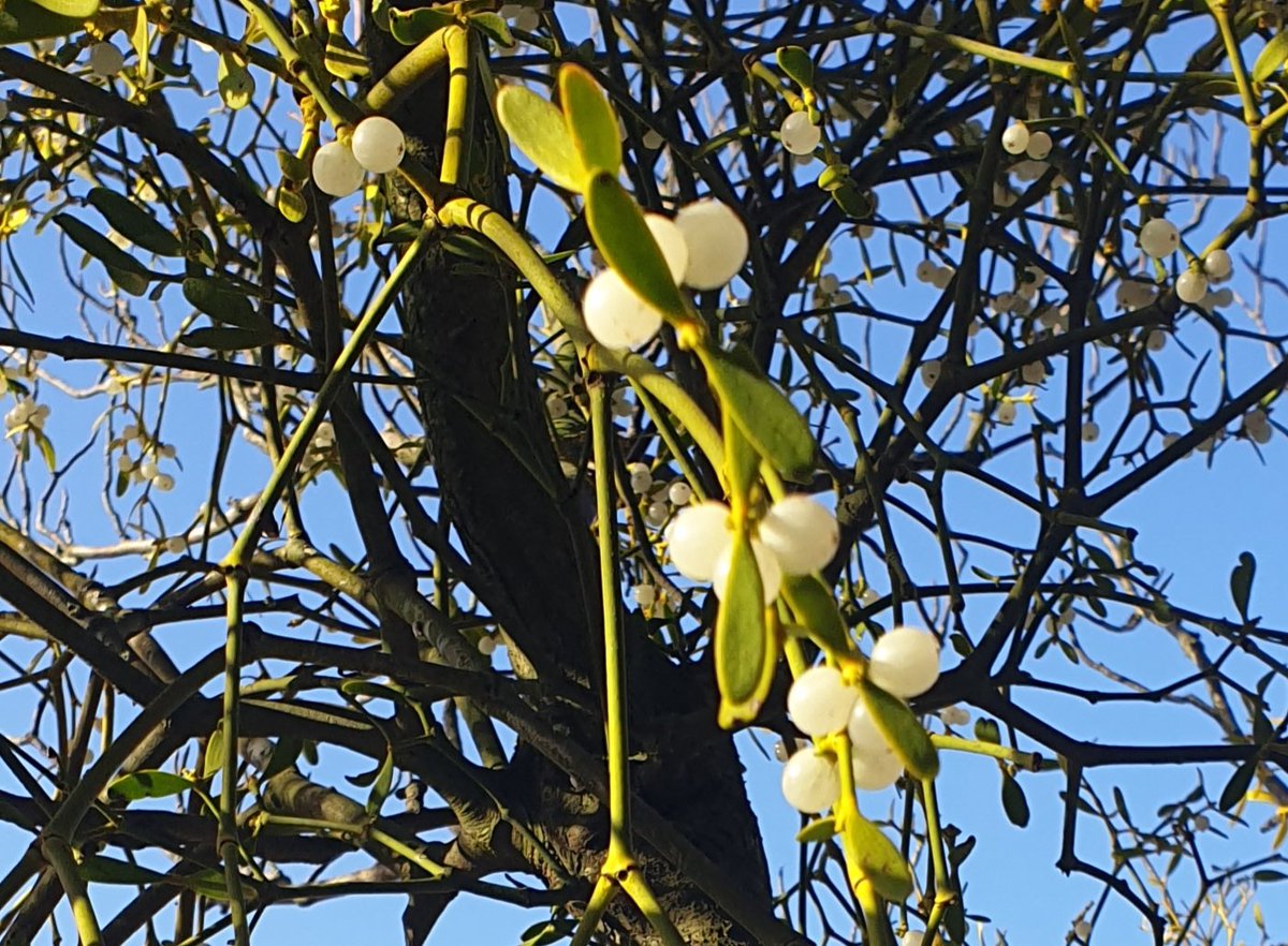 AndyCountryside's tweet photo. Pucker-up folks. There's still plenty of berries on the mistletoe. Like puppies, kissing's not just for Christmas. 😉😘😂 https://t.co/ZzSMj6MC3X