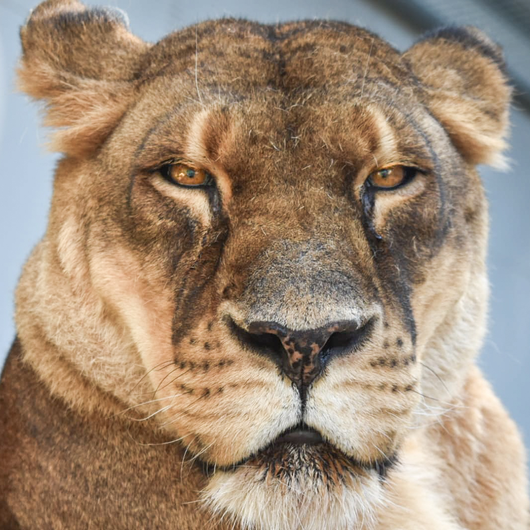 BornFreeFDN's tweet photo. This is Elsa. She’s a former circus lion who was forced to perform tricks to paying crowds for entertainment. But we rescued her and she’s now living la dolce vita at a sanctuary in Italy. Find out how you can help fund the lifetime care she deserves. https://t.co/8IkIGLXpcd. https://t.co/yNuJbCjGGb