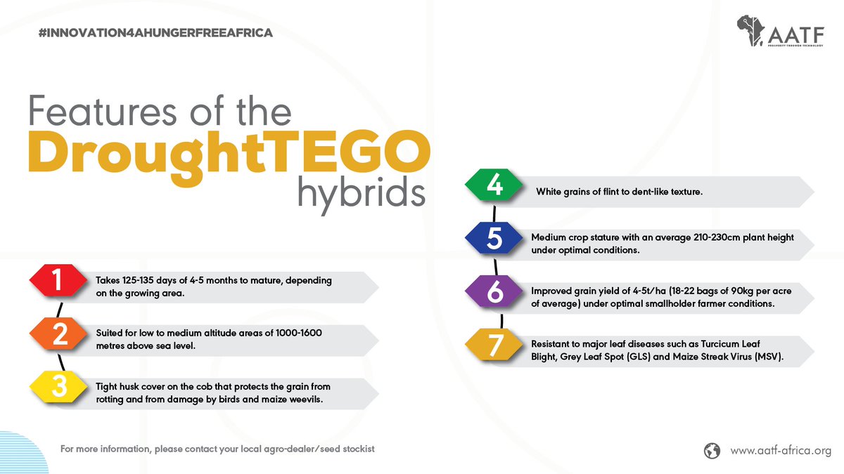 Here are the features of the DroughtTEGO maize hybrids #Innovation4ahungerfreeafrica #AATF #Agriculture #Agtech #Agritech #Prosperitythroughtechnology #Africa