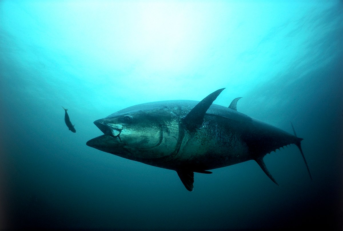 themarinediary's tweet image. The Atlantic bluefin tuna’s current conservation status: ENDANGERED 🚨🚨. So it’s time to stop eating Sushi and Sashimi and instead learn some TUNAstic facts about these powerful predators of the sea 🐟. #fishfreefebruary
Check out our latest FB/IG post!
📸Gilbert van Ryckevorsel