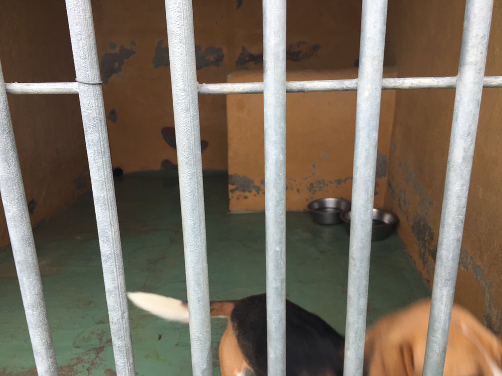 SOSMascotas1's tweet photo. Otro chiquitín que busca corazones que conquistar. Un Beagle amoroso joven. 
Te lo llevas a casa? https://t.co/I26Sq9cdSE https://t.co/Lkv69ziveV