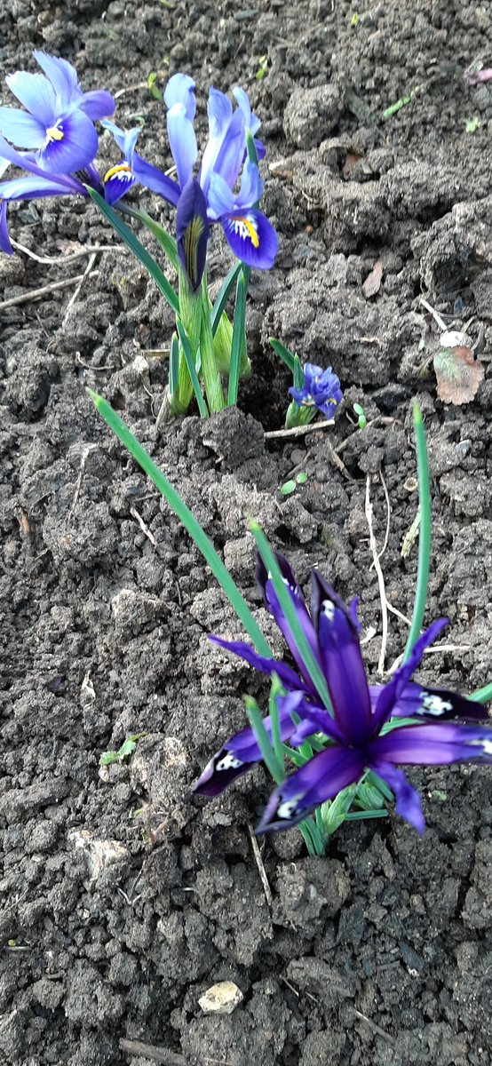 quakerpen's tweet photo. Hope in the garden as the storm dies.
#SmallActsOfHope
#plantthings https://t.co/wFtAFkHBWA