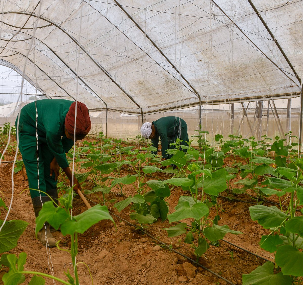 AlmatFarms's tweet photo. In caring for our cucumber plants, we ensure to keep the soil consistently moist as inadequate or inconsistent moisture will lead to oddly shaped or poor-tasting fruits. #cucumbers #cropmaintenance #farmingpractices #organicrops #greenhousefarming https://t.co/viCX6jneqb