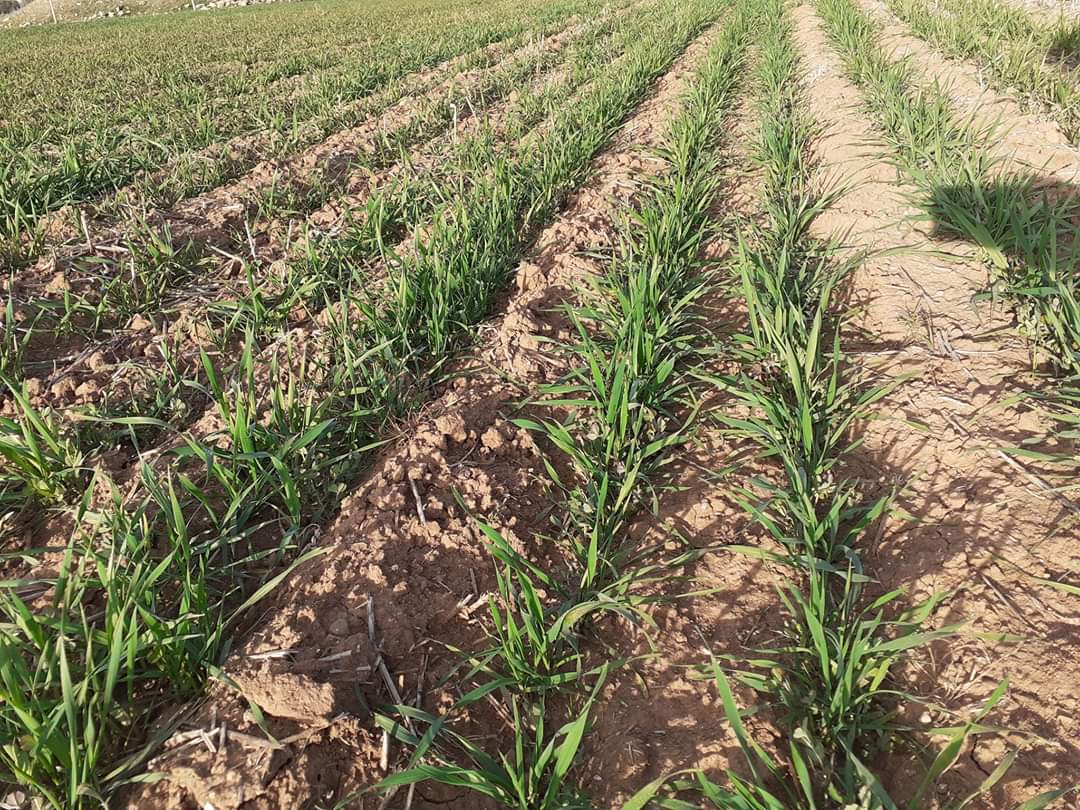 AlgeriaClca's tweet photo. Field day on the production of forages and weed control in cereals as part of the #CLCAproject, for the benefit of farmers of Saleh Bey in Setif in the demonstration site.
#ICARDA #IFAD #ITGC #CLCAproject #Algeria https://t.co/QhrVUigyGk