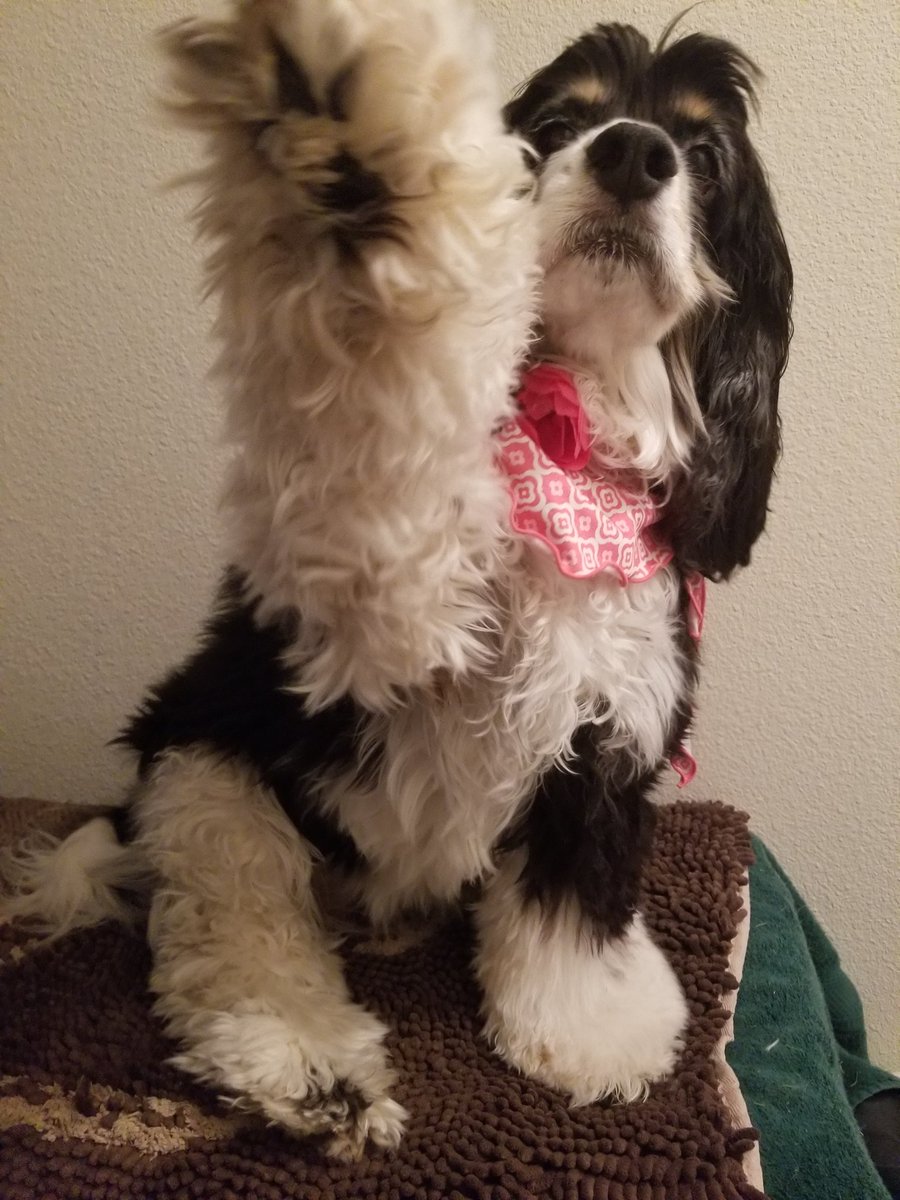 Cocker Spaniel Pics tweet media