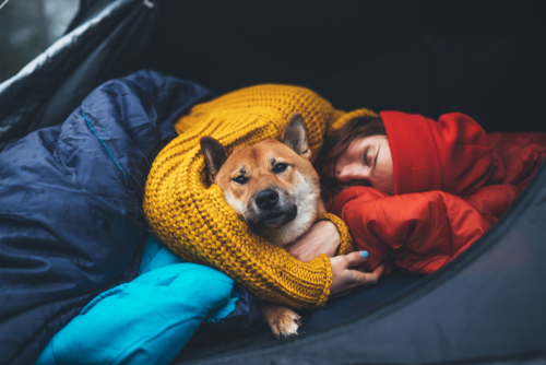 Shutterstock's tweet photo. Amplify the call of the wild and find your next big adventure with Shutterstock's 'Wild Life' #CreativeTrend ⛺ https://t.co/8VtR1gldpO https://t.co/bAysbBVONS