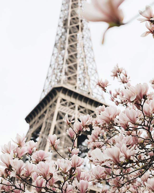 Spring - please come soon 🙏 I miss your cool mornings and warm sun kissed afternoons 🌿 .
.
.
.
.
#iheartparisfr #parisphotographer #photographerinparis #paris #springinparis #magnolias #parisfrance #paris_tourisme #itssoparis #parisobviously #parisin… ift.tt/2wcyF7C