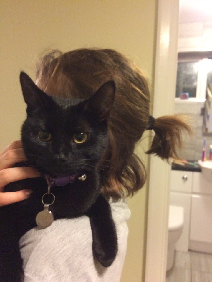 If anyone sees our #lostcat in #Hitchin near #MaryExtonSchool please contact me. 11 month old female spayed and chipped