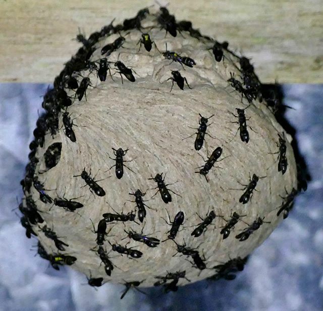 #paperwasp #nest seen at #night on an old sign leading to an abandoned eco resort #arenal #costarica ift.tt/2vpKCq4