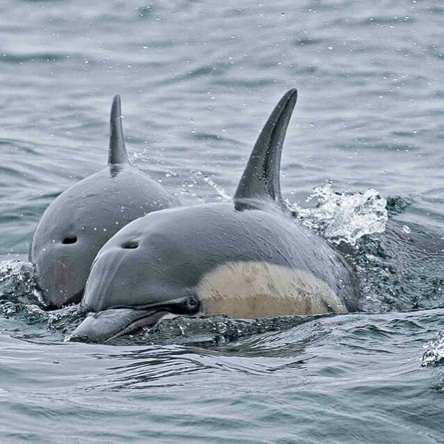 A beautiful pic of some of the River Derwent’s locals taken on our Iron Pot Cruise.  The daily tour in <a href="/hobartandbeyond/">Hobart & Beyond</a> takes in Australia’s oldest lighthouse and you never know who you will see on the way.
Thanks for the pic Ray Coleman.
#pennicottwilde… ift.tt/2vqFodF