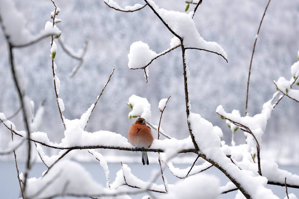 LVPoetryArts's tweet photo. Perched
patiently
watching
fluffy
white
melting
waiting
for
Spring
#micropoetry #poetry #LVPoetryArts #birds #birdwatcher #nature #Godscreations #beautiful #artwork #naturalart #snow #winter #grace #winterhope #holdontohope
#waitingforspring #spring https://t.co/K2ujbgWhGd