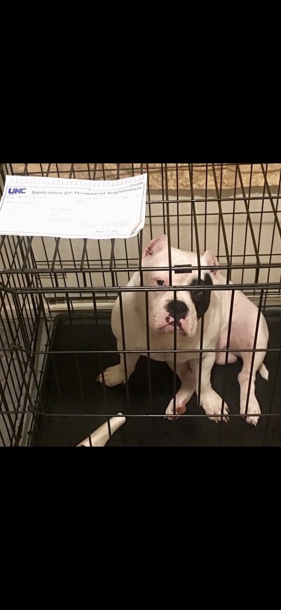 MMWopppp35's tweet photo. #MGKennels #BigBoy #4months &amp; #Boss #1yr https://t.co/UVDU7DpsP2