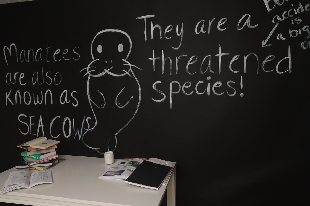 iwmob_'s tweet image. Did you know that manatees are also known as sea cows? And that they’re a threatened species? The #1 reason why is boating accidents! If you’re ever out on a boat, make sure to go speed limit ⚠️🛥‼️ #manatee #florida