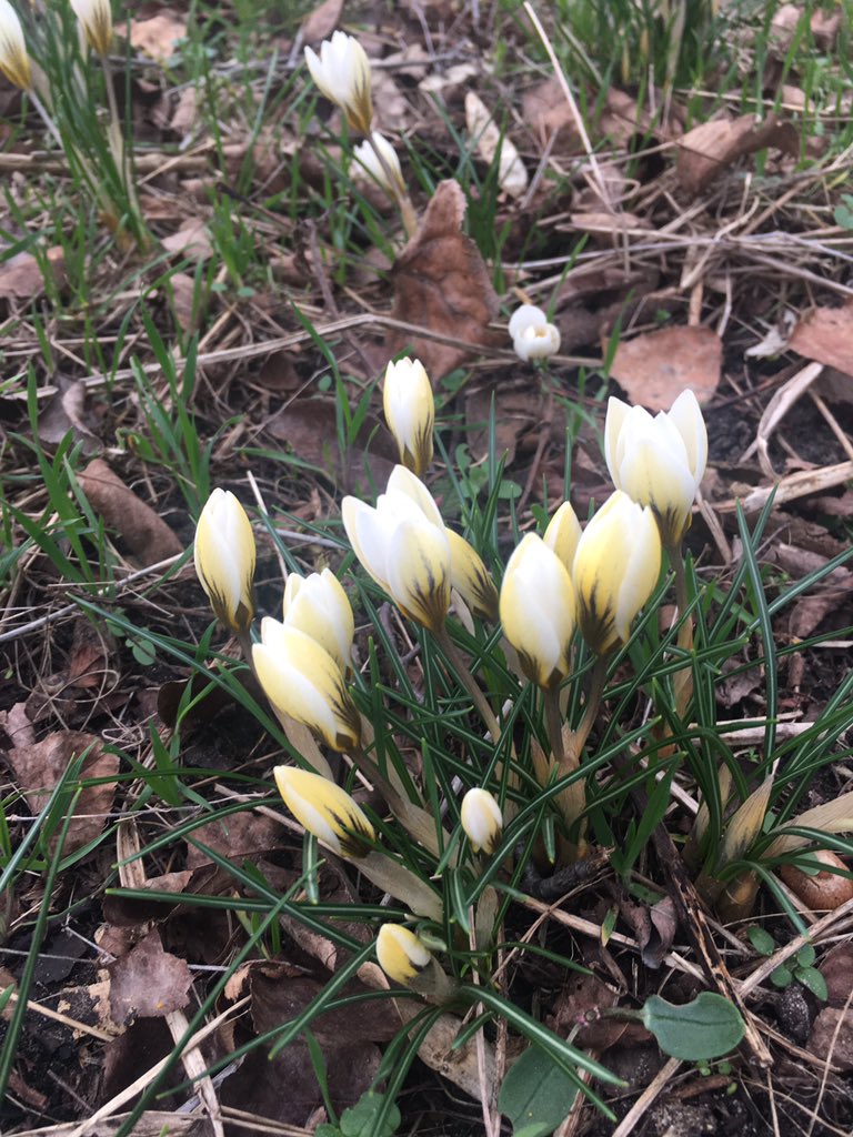 Klausieee's tweet photo. @Pinkdress081 Hab den Frühling auch schon entdeckt. 🙂 https://t.co/2eXrePxb2T