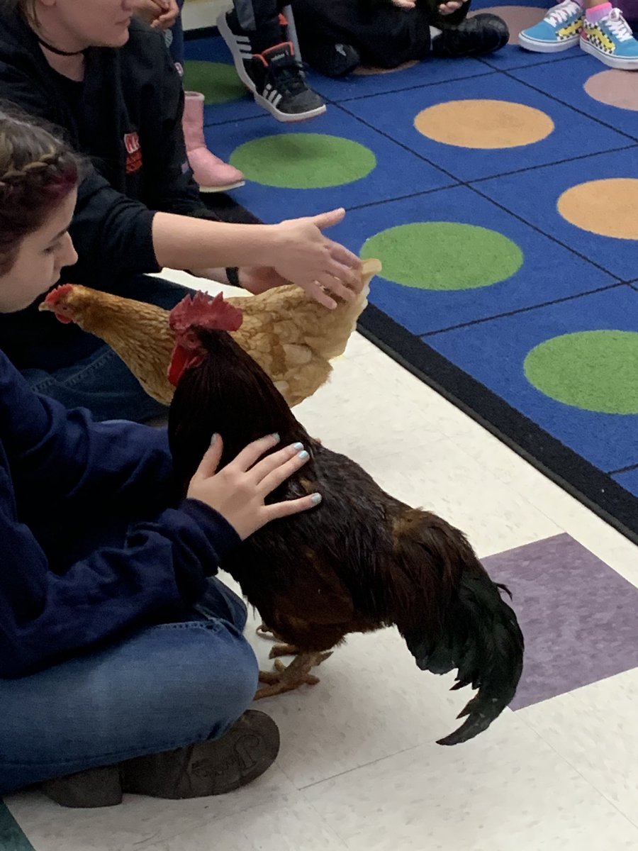 katezim18's tweet photo. Agriculture at work in the elementary school! #chickensattheManor @WManorCSD @ColonialSDstrct @KarenFerrucci https://t.co/KxthuaCHrs