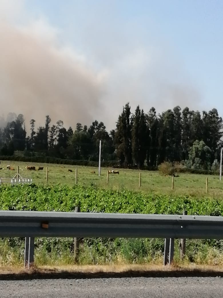 La BOMBA FUNDADORA trabajó en incendio forestal en fundo San Esteban