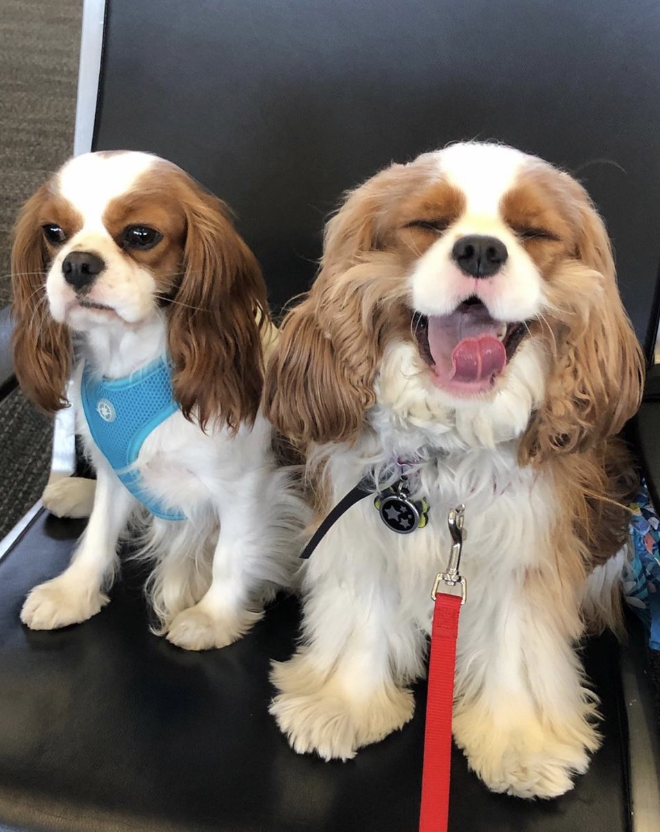 Two types of friends that we all have..... 
#airporttherapydogs #cutedogs #bestfriends #friendships #thatonefriend #cutenessoverload  

Photo Credits: sftreatdogs via Instagram