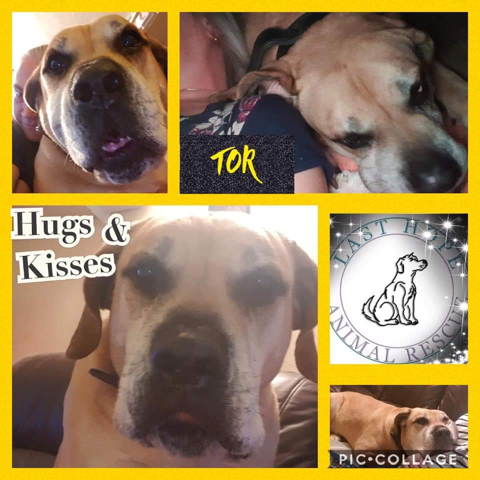 lasthopeanimale's tweet photo. 💗Home trial update💗 Tor is settling well into his home trial. Proving to be the gentle giant he is. Good luck Tor. Praying for your #happyforeverafter #TeamZay #AdoptDontShop #savinglives #rescuedog https://t.co/W5mKLwBBbB