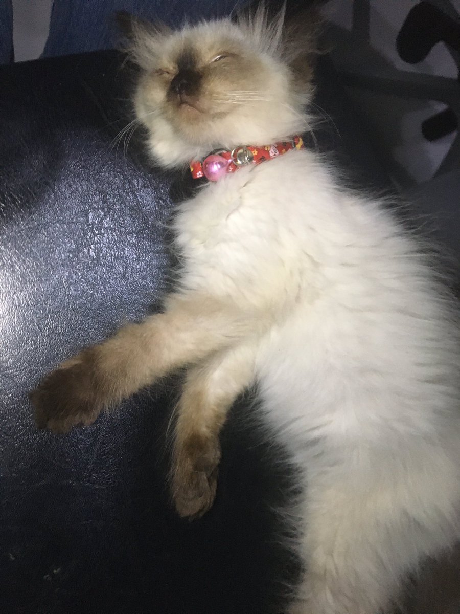 itumowasurezu's tweet photo. #とろねこチャレンジ 
半目が可愛いシャムちゃん https://t.co/auQAKLFcmu