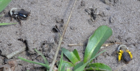 Nouveau projet « Streetbees » pour l’aménagement de trottoirs et revêtements permettant l’accueil d’abeilles sauvages à Bruxelles Capitale, collaboration entre le labo d’Entomologie fonctionnelle et évolutive <a href="/AgroBioTech/">Gembloux Agro-Bio Tech</a> <a href="/UniversiteLiege/">Université de Liège</a> et le Centre de recherches routières