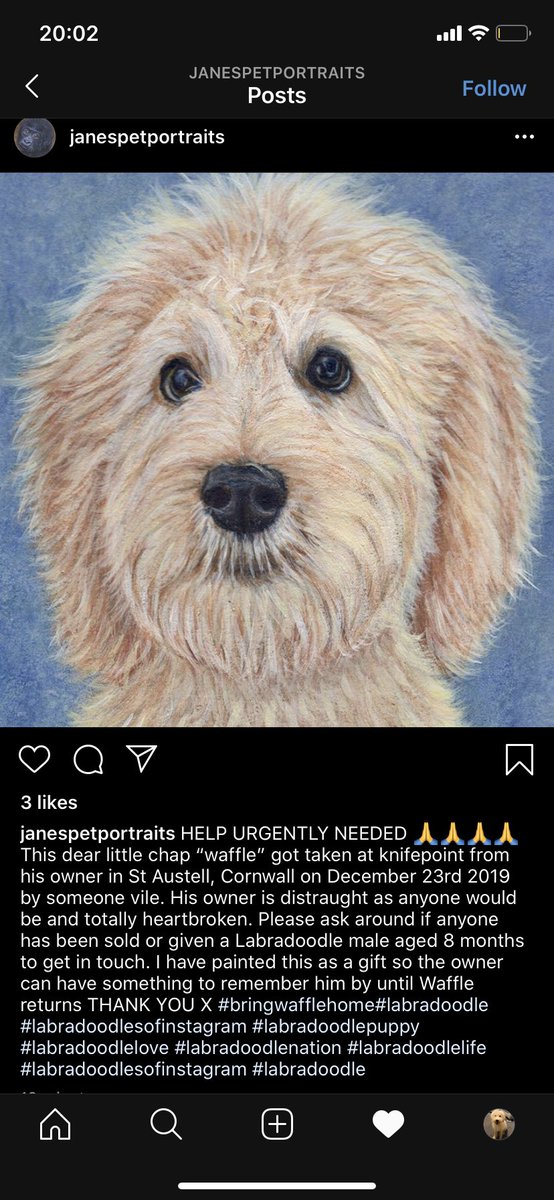 bringwafflehome's tweet photo. Gifted this beautiful painting of waffle, while we wait for him to be returned.
Thank you so much Jane 💙🐾 https://t.co/6BTJ423rZG