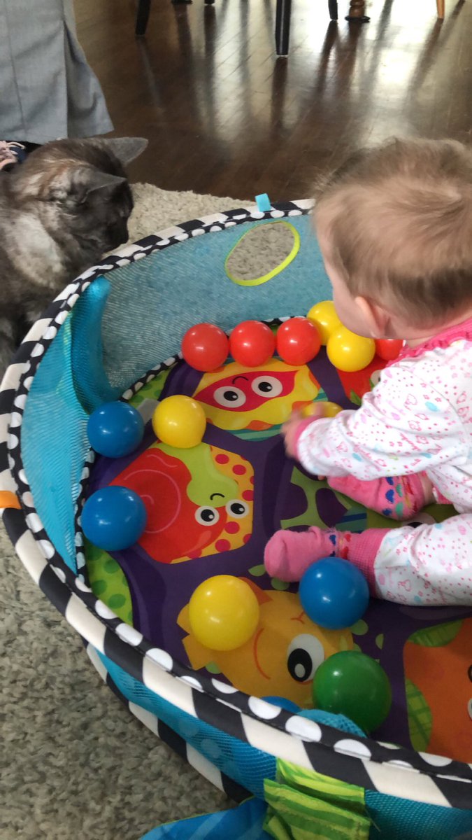 Fuppa Family On Twitter Playing With Sissy In Her Ball Pit Penelope Cats Catsofinstagram