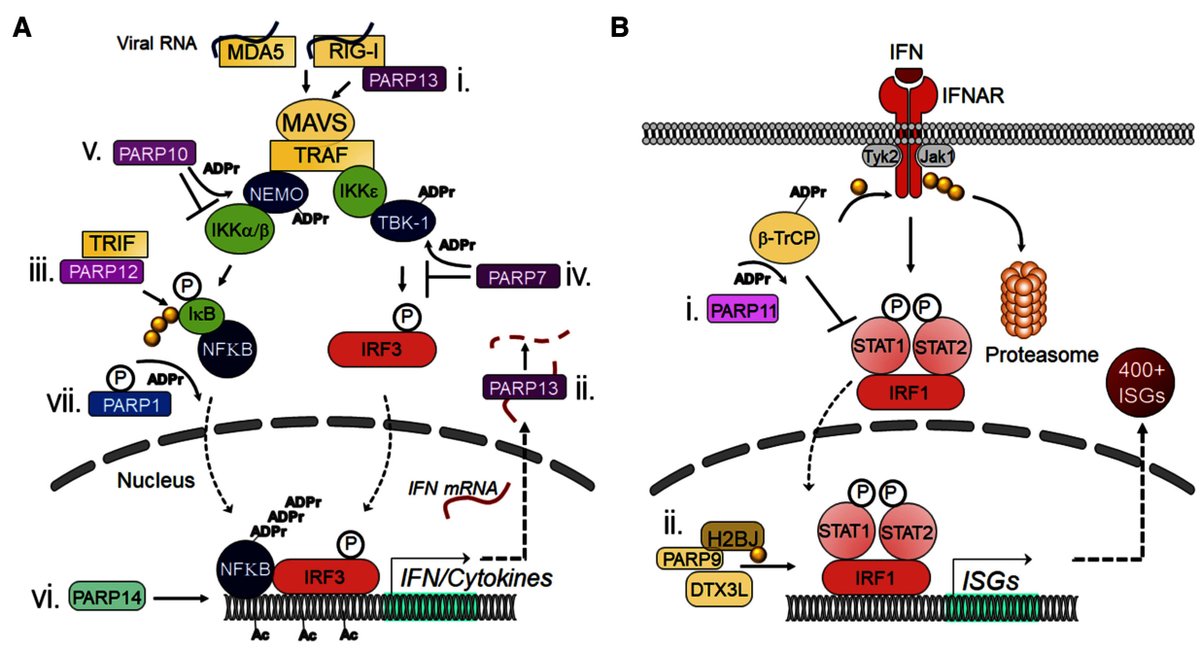 Here Fehr et al., summarize the current understanding of the mechanisms by which PARPs promote or suppress pro-inflammatory activation of macrophages, and also discuss various other roles PARPs play in virus infections. <a href="/BrighamWomens/">Brigham and Women's Hospital</a> #GDSpecialIssue
genesdev.cshlp.org/content/early/…