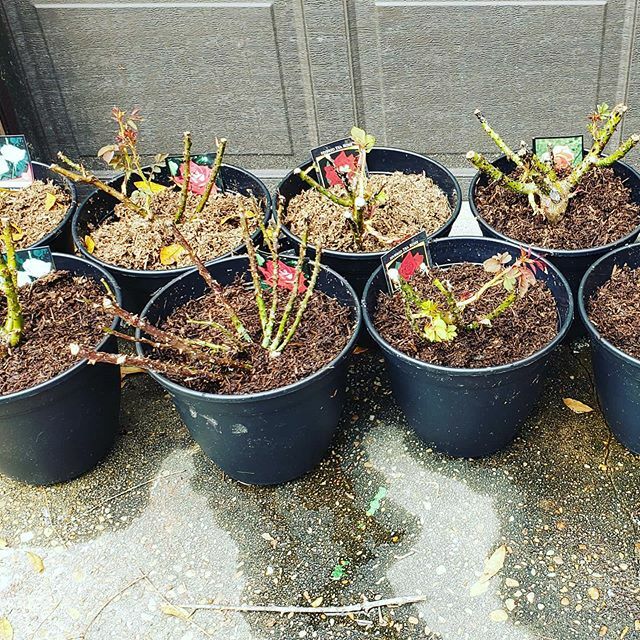 StarZippers's tweet photo. Spent some time yesterday and today potting all eleven bareroot rose bushes my sister in law and I purchased. I'm so ready to make this house more of a home. https://t.co/vDHnFSwCtD https://t.co/JMbNJxpmOp