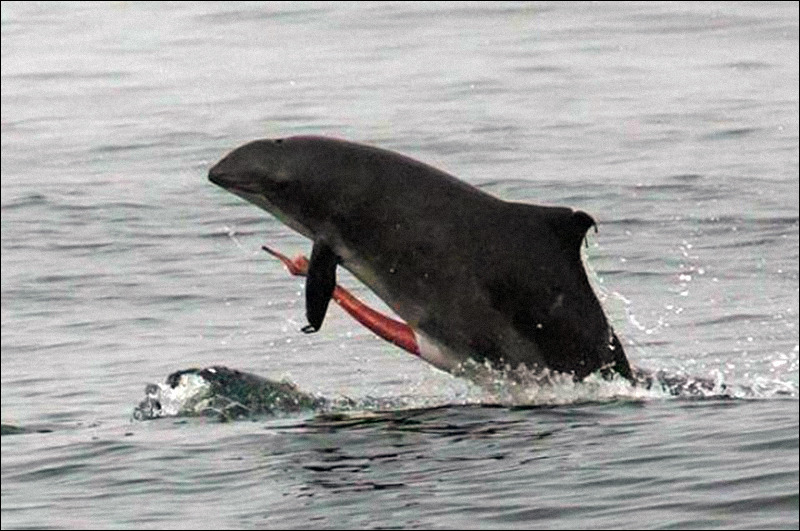 Letirroja 🐾 on X: "Variedad de vaginas (con pliegues y rotaciones) para  dificultar la fertilización. Una estrategia que se repite en delfines y  patos 🦆🐬 Es el "me duele la cabeza" más