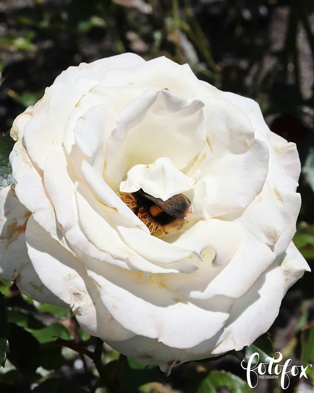 fotofoxnz's tweet photo. Bee napping inside a Gardenia.
.
.
#macro_brilliance #macro_captures #macro_drama #macro_addiction #macro_capture #macro_love #macro_addiction #macro_world #macro_holic #newzealandlife #flowermacros #floweraddict #beenap #beeinaflower #beebutt #beebutts … https://t.co/waohuLxQNN https://t.co/tHVwQocIjD