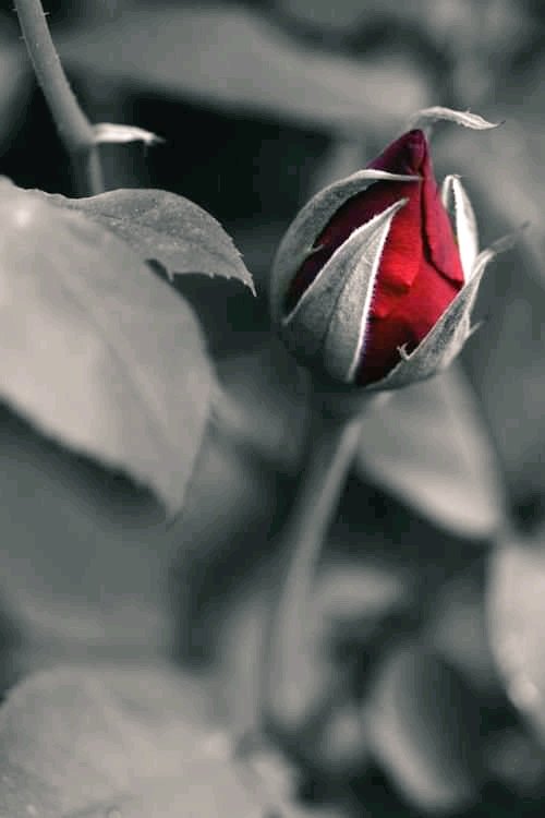 gariplerulkesi's tweet photo. Keşke bir şiir okumuş,  
Bir kedi sevmiş olsaydınız. 
Belki bu kadar kirletmezdiniz dünyayı.

Turgut Uyar

#şiir #şair #siirsokakta 
#sen #nerdesin #adalet #vicdanda https://t.co/cx0tY7APnV