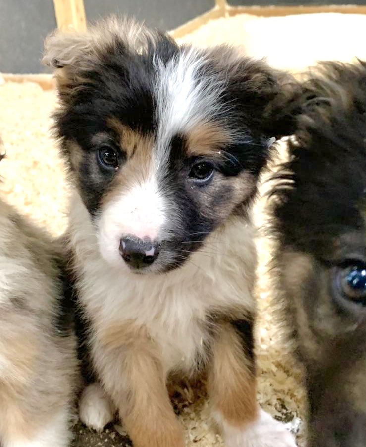 bigsheepdayout's tweet photo. Thought you may like to meet our super cute colli pups @Devon_Hour - we are also lambing over the half term &amp; open daily ! https://t.co/SaRIphdQ63