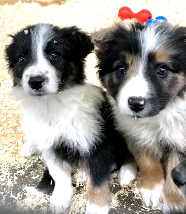 Thought you may like to meet our super cute colli pups <a href="/Devon_Hour/">#DevonHour</a> - we are also lambing over the half term &amp; open daily !